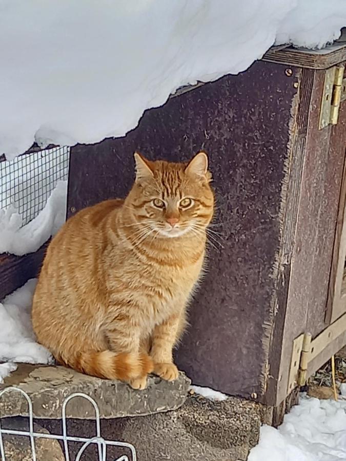 Ferienwohnungen Weberbauer Sankt Martin bei Lofer Dış mekan fotoğraf